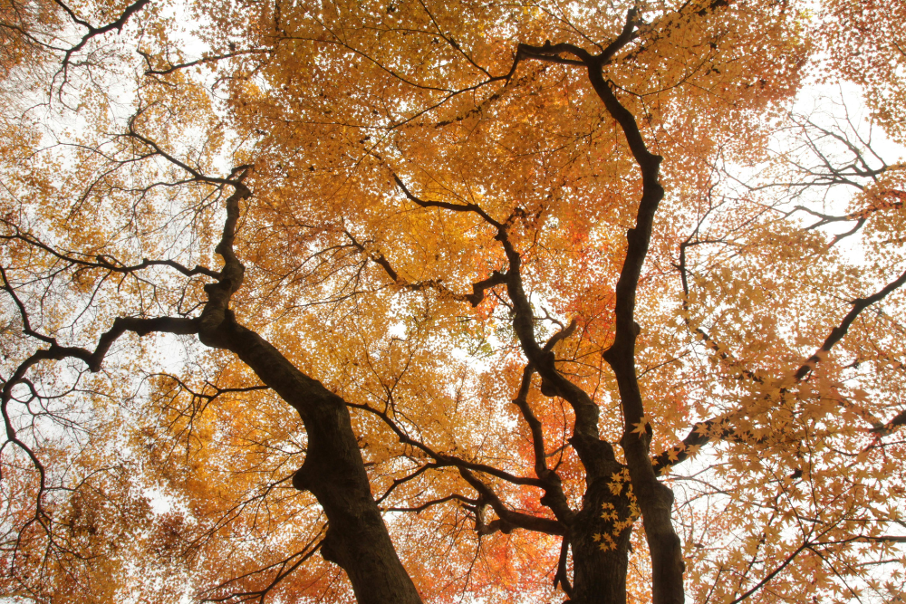 Autunno in Corea del Sud: il Chuseok e la tavola che profuma di pino