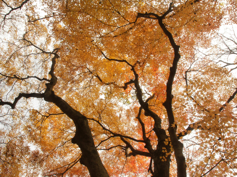Scopri l’Autunno Incantato in Corea del&nbsp;Sud